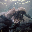 THIRTEEN's NATURE to Present 'Nature's Perfect Partners', 5/11