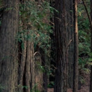 California Roots Music & Arts Festival Team Up with Redwood Forest Foundation to Plan Video