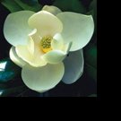 Atlanta Botanical Garden to Welcome Experts for Regional Plant Conservation Summit