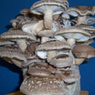 For Christmas Fun, Inexpensive, Unique Christmas Gifts: GMHP Mushroom Growing Kits