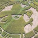 PHOTO FLASH: Great Godfrey Corn Maze Designed as WICKED Logo