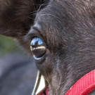 Reindeer Family with 2 Babies and More to Be Featured at L.A. Zoo's Reindeer Romp Hol Video