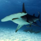 Smithsonian Channel to Present WILD WEDNESDAYS Featuring World's Deadliest Predators