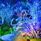 Tickets on Sale Oct. 1 for GARDEN LIGHTS, HOLIDAY NIGHTS at the Botanical Garden Photo