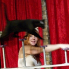 Real, Rescued, Acrobatic Housecats to Perform at NextStop Theatre Company