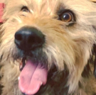 Revised Civic Theatre and Indy Humane Partner for ANNIE