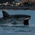 Michael Phelps Raced a Great White During SHARK WEEK - Guess Who Wins! Video