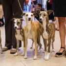 Photo Flash: Whippets Take Over the Garden to Celebrate 125 Years in Westminster Kenn Photo