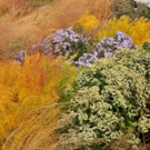 The High Line to Celebrate Fall at the Woodland Edge This October Video