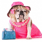 Oh My Dog You Guys! LEGALLY BLONDE to Hold Open Dog Auditions Video