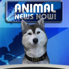 Waggle And Vin Di Bona Launch Facebook Original Series ANIMAL NEWS NOW Photo
