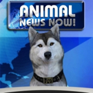 Waggle And Vin Di Bona Launch Facebook Original Series ANIMAL NEWS NOW