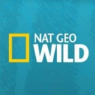 Survivalist Les Stroud Returns to Nat Geo WILD in New Series ALASKA'S GRIZZLY GAUNTLE Photo