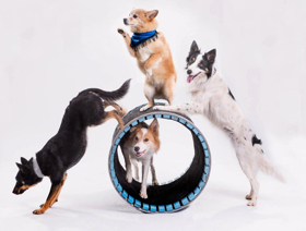 MPAC's Sunday Kids Club Series Kicks Off with 'Mutts Gone Nuts' Image