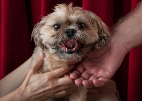 Fortune's Fool To Produce THE LADY WITH A LAP DOG Image
