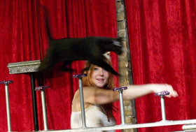 Real, Rescued, Acrobatic Housecats to Perform at NextStop Theatre Company Image