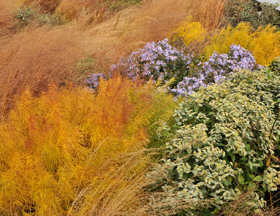 The High Line to Celebrate Fall at the Woodland Edge This October Image