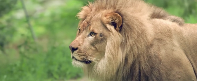 VIDEO: THE LION KING Marks World Lion Day with Visit to the Bronx Zoo Video