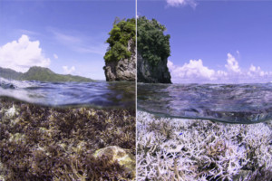 CHASING CORAL Opens Today at IFC Center Image