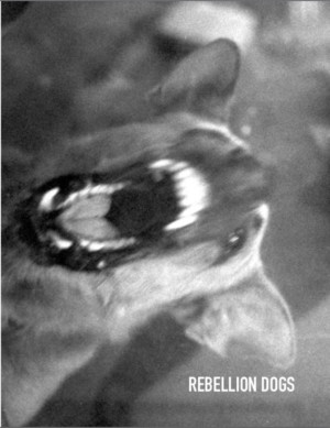 REBELLION DOGS to Return to the Stage at BAX/Brooklyn Arts Exchange Image