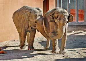 L.A. Zoo's World Elephant Day Celebration Features Opportunities to Explore and Learn Image