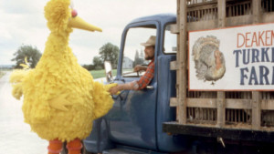 VTA's Family Flix Matinees are Back with FOLLOW THAT BIRD! Image
