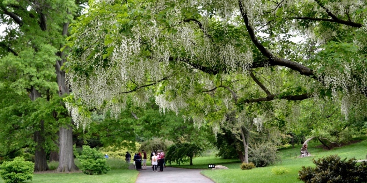 Brooklyn Botanic Garden Presents POWER OF TREES