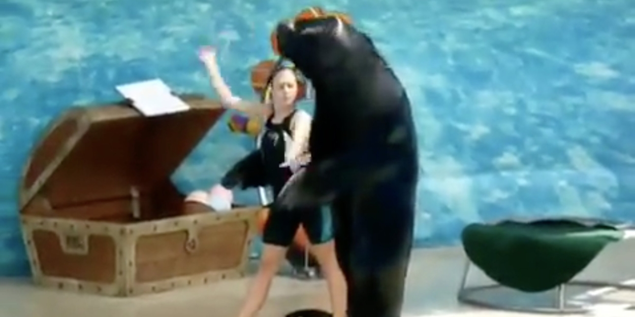 VIDEO: Sea Lion and Trainer Dance to 'Cell Block Tango' from CHICAGO Video