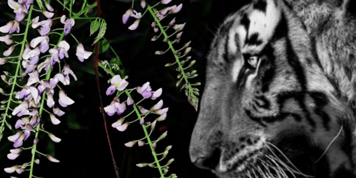 TIGERS IN THE WISTERIA to Play Greater Manchester Fringe in July  Image