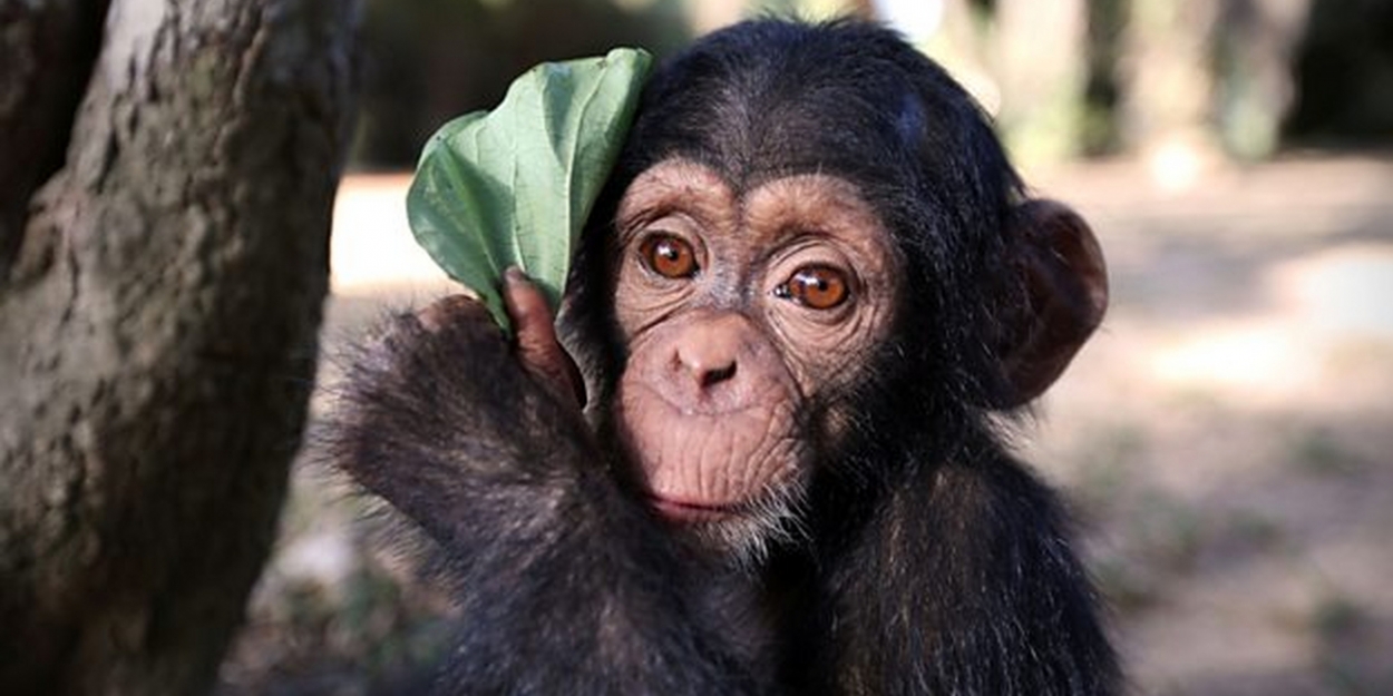 c Two Announces Baby Chimp Rescue