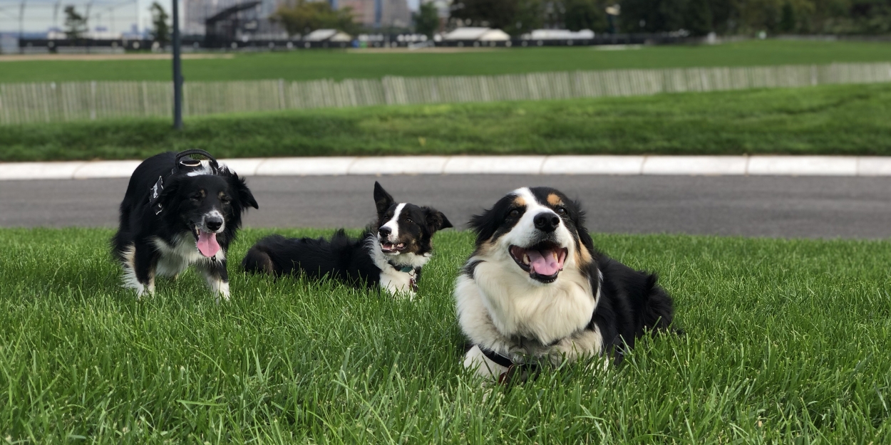 Bring Your Dog To Governors Island for Saturday “Dog Days”