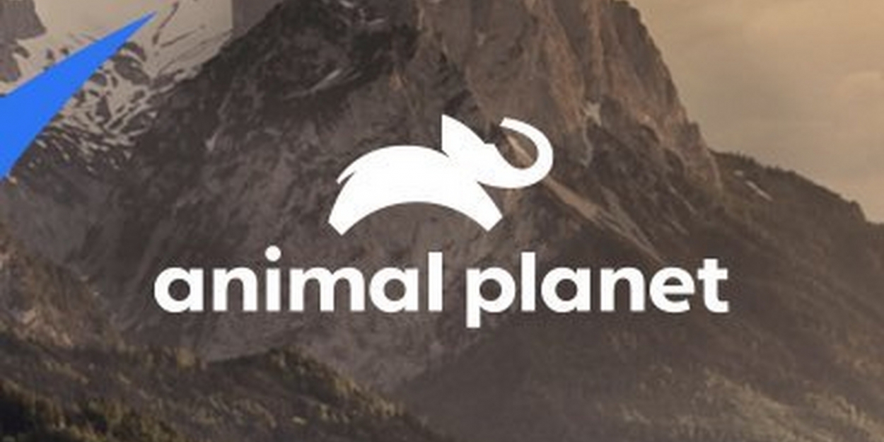 Puppy Bowl Returns for an Epic Showdown on Animal Planet & discovery+ - Vimarsana News