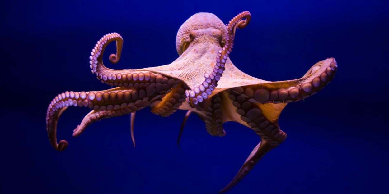 NATURE'S 'Octopus: Making Contact' Airs on PBS on Oct. 2 Video