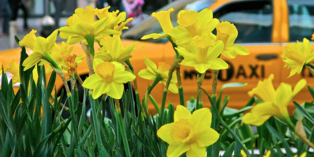 COME FROM AWAY And New Yorkers for Parks Partner to Support The 21st Annual Daffodil Project 