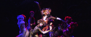 BWW Review: Why Im Not Crazy About CATS at Dr. Phillips Center