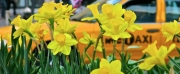 COME FROM AWAY And New Yorkers for Parks Partner on Daffodil Project
