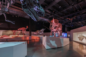 Ars Lyrica Houston Hosts Gala At The Houston Museum Of Natural Science, February 4 Image