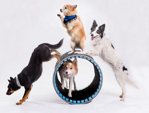 Family Friendly Dog Show Comes to Bucks County Playhouse in May Image