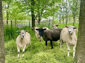 Governors Island Welcomes Back Legendary Sheep Landscaping Crew 