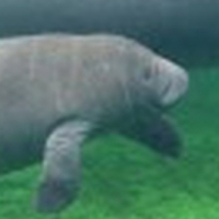 SAVE OUR MANATEES Postponed at Lyric Theatre Photo