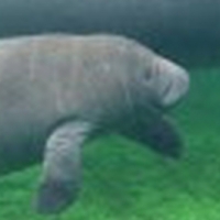 SAVE OUR MANATEES Postponed at Lyric Theatre Video