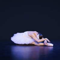 SWAN LAKE Will Be Performed by the Royal New Zealand Ballet in 2022 Photo