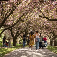 Brooklyn Botanic Garden Announces 2022 Programming Photo