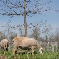 Trust For Governors Island Announces Return Of Summer Sheep Employees Photo