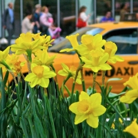 COME FROM AWAY And New Yorkers for Parks Partner on Daffodil Project Photo