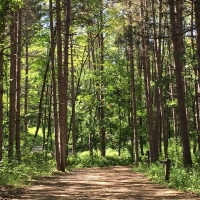 American Players Theatre Presents IF THESE TREES COULD TALK Photo