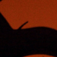 THE LION KING Extends Season at Manchester Palace Theatre
