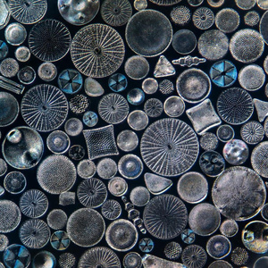 ELEMENTS OF WONDER: WHEN NATURE BECOMES ART To Open At South Street Seaport Museum Photo