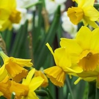 The Revels Presents SPRING SING: A Family Celebration Of The Vernal Equinox