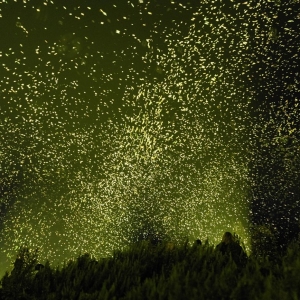 Breckenridge International Festival of Arts Comes to Colorado in August